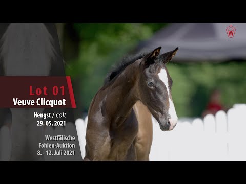 Westfälische Fohlen-Auktion Lot 1 Veuve Clicquot Hengst v. Blue Hors Viconte - Warkant