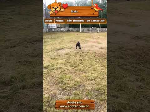 Vídeo de Nala