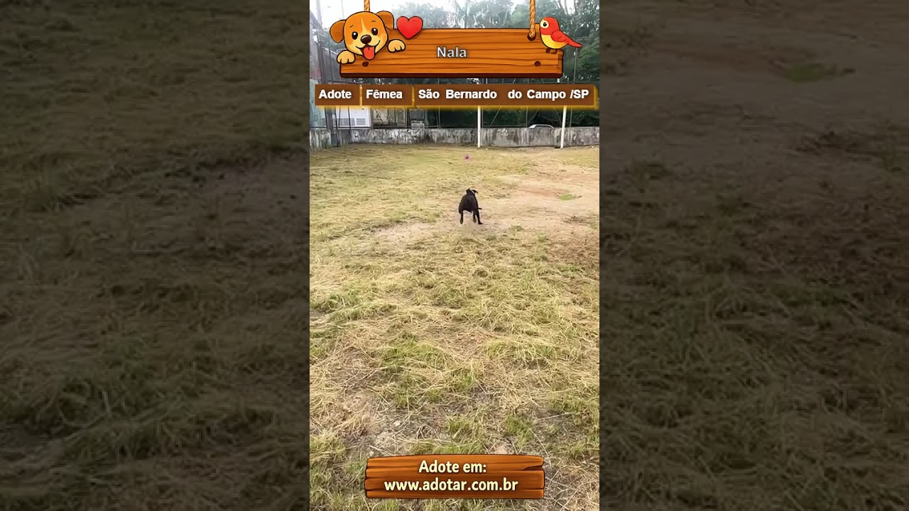 Cachorro raça Pit-Bull idade 1 ano nome Nala