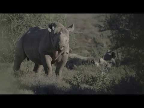 Desert-adapted black rhino in the Karoo