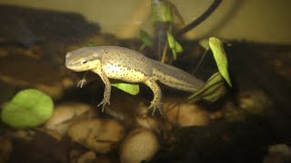 Adorable Funny Newts