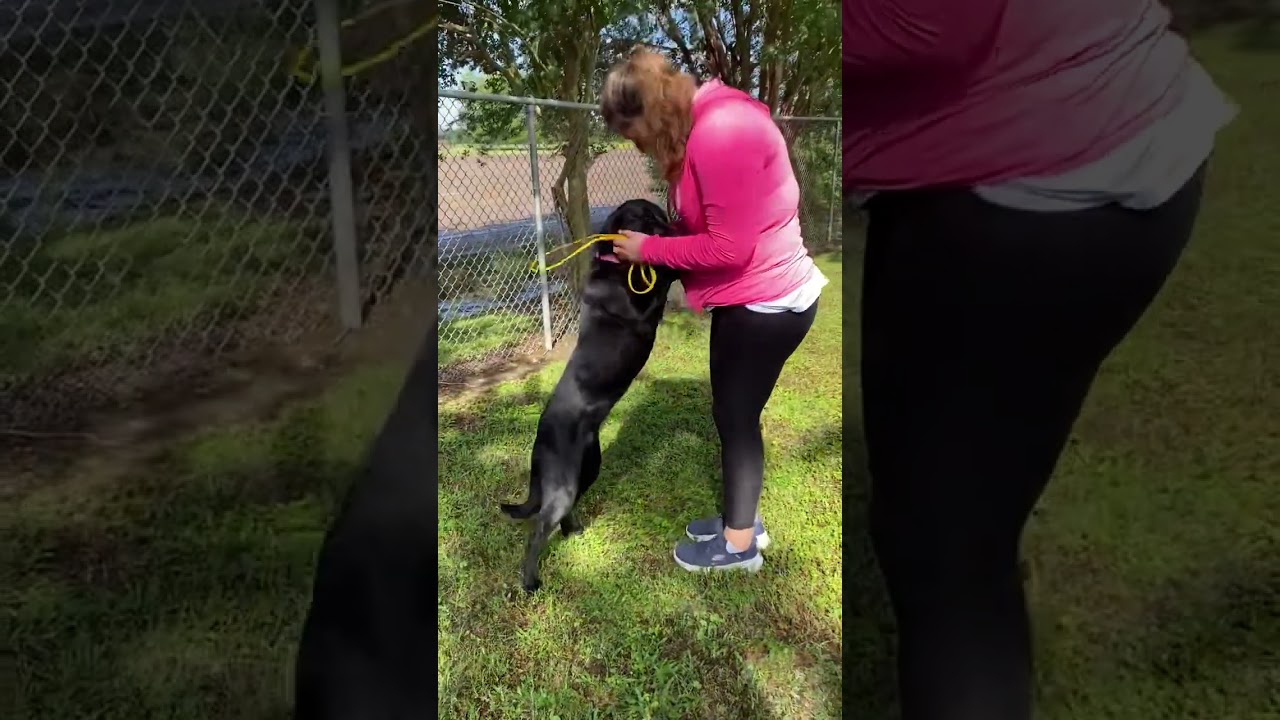 Enlarge Sassie Mae, a ADOPTABLE mixed breed in Killingworth, CT video 5/6