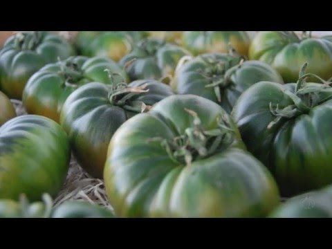 Inicio de temporada 2015-2016