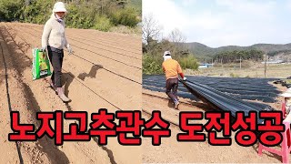 노지고추농사 관수부터 비닐까지 그까이꺼대충