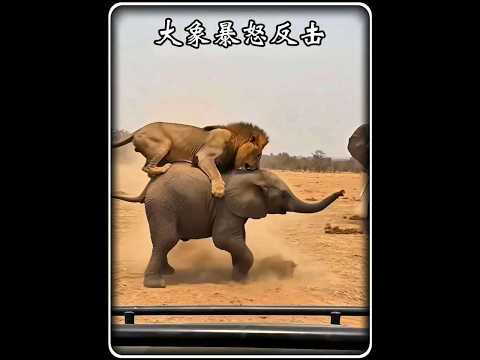 雄獅襲擊象寶寶，成年大象暴怒反擊 #動物世界看人生百態 #大象攻擊 #獅子