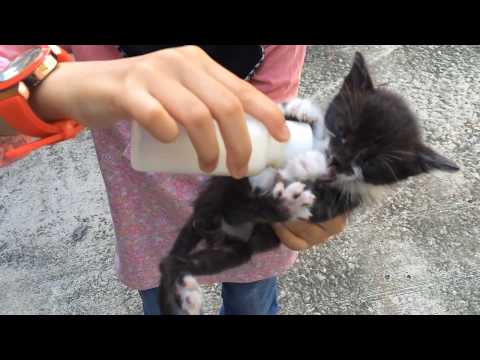 Thirsty Kitten - Drinking Milk