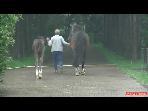 Lot 13 - Colt -  Bellany x Dacona (by Dark Fire)