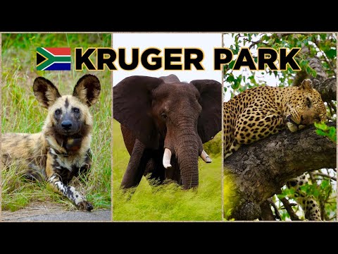 KRUGER PARK, South Africa - ULTIMATE Guide with the BIG FIVE & ALL Animals