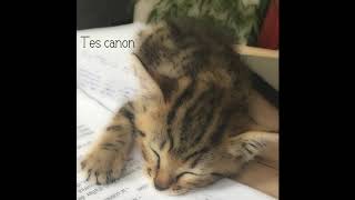 Pandacyne - T&#39;es canon (Anne Sila Cover)