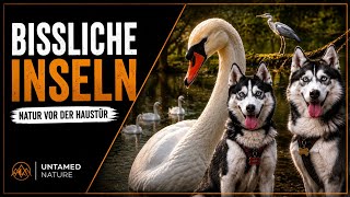 Bislicher Inseln 🦢🐺 – Huskys, Schwäne & wilde Natur am Niederrhein