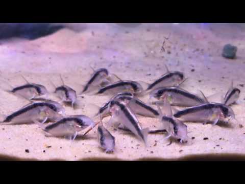 Corydoras (lineage 9) urucu