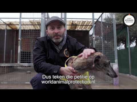 Videoverslag 8: Haky de geredde jachthond