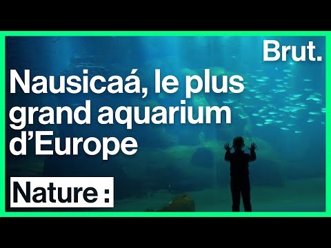 Visite guidée de l'aquarium Nausicaá