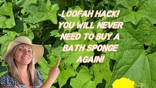 Your Bath Sponge Comes From a Plant (Here's How!)