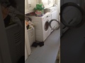 Funny Kid Put A Cat In The Washing Machine
