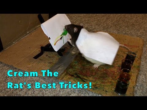 Cream's Best Rat Tricks - Trick Compilation