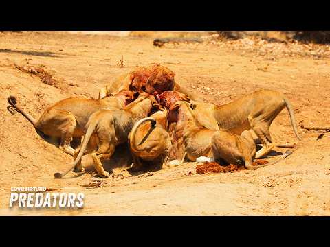 Aging Pride Leaders Struggle to Defend Territory | Big Cat Country 101