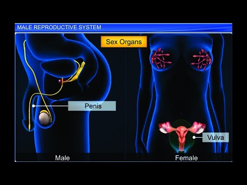 CBSE Class 12 Biology, Human Reproduction – 1, Male Reproductive System