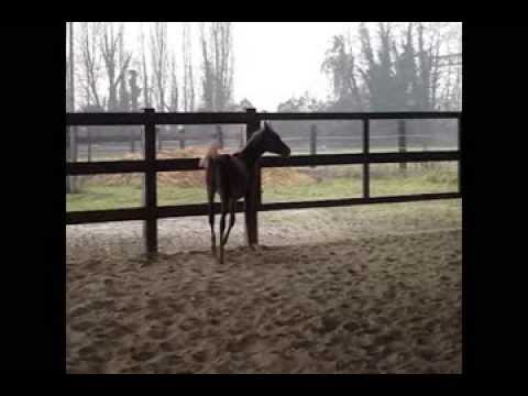 Omar castolda presentazione