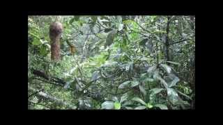 Propithecus candidus _ Madagascar