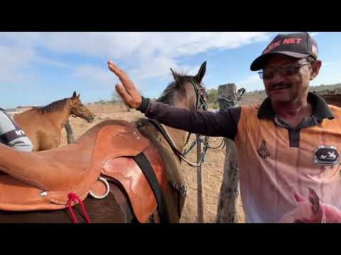 Feira de Cavalos em Senador Rui palmeira - AL 06 - 01 - 2026 - #nordeste
