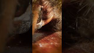 Download lagu Platypus - Venom Spikes mp3