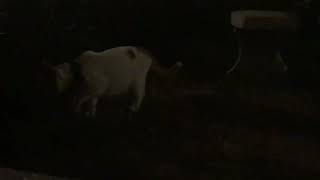 タイでちょっと野良猫っぽくなってみた日本ねこ