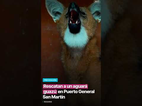 Rescatan a un aguará guazú en Puerto General San Martín