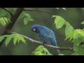 Szállj kék madár