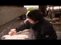 Skin Trade How Minks Live On Danish Fur Farms