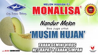 Download lagu BISI Sahabat Petani: Nandur #Melon Bisa Juga untuk Musim Hujan - Melon Hibrida #Monalisa Tahan Virus mp3 Download lagu BISI Sahabat Petani: Nandur #Melon Bisa Juga untuk Musim Hujan - Melon Hibrida #Monalisa Tahan Virus mp3