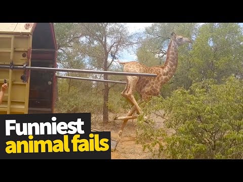 Video: Animals Being Funny On Camera