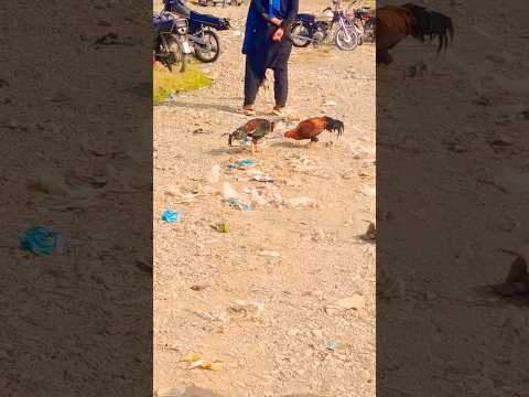 Aseel Fight#aseelbirds #aseelmurga #birds #yiutubeshort