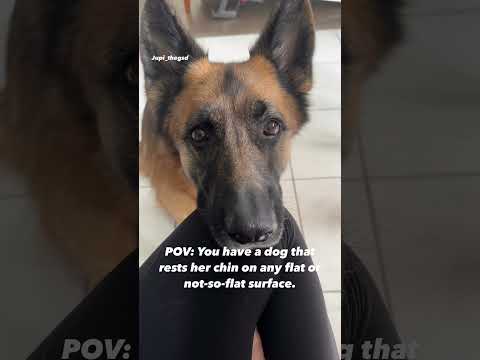 POV: You have a dog that rests her chin on any flat or not-so_flat surfaces #jupi_thegsd