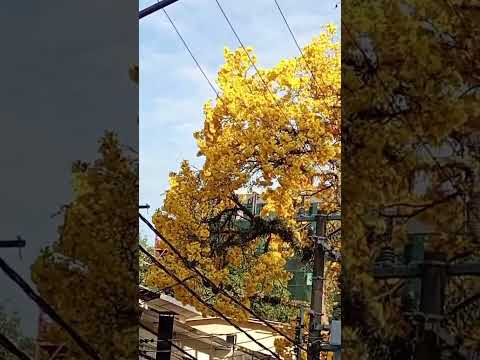 Ipê amarelo em São Paulo