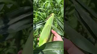 とうもろこし🌽