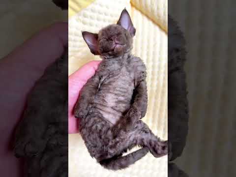 P19 i love tom #shorts #cat #funny #animals