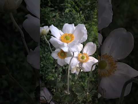 多年生の白い顕花植物 クレマチス