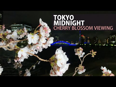 東京午夜櫻花夜景 (Tokyo’s Midnight Cherry Blossom Night View)