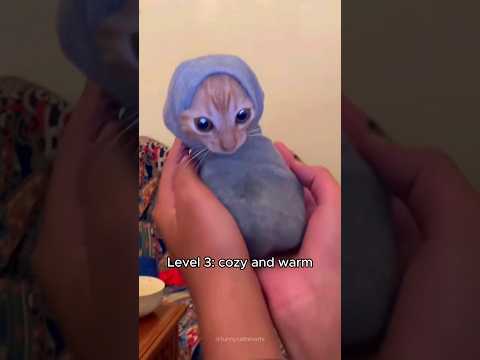 cats getting warmer 🤒