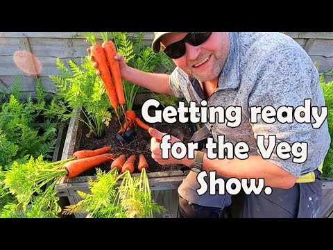 Allotment Diary : First Veg Show Prep & Harvest for 3 Years .