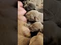 Hungry Hungry Pups #nursing #puppies #Weimaraners