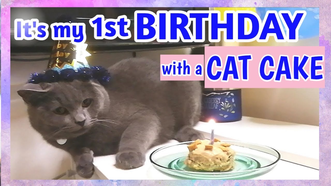 Celebrating my Cat's Birthday with a Cat CAKE Recipe | Ashby the grey cat