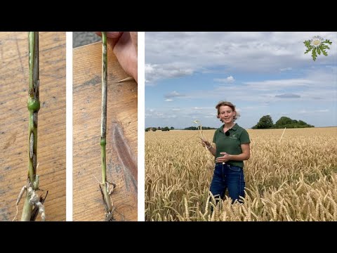 Feldexkursion 237: Kontrolle des Pflanzenschutzes, N.U: Agrar, 19.07.2023