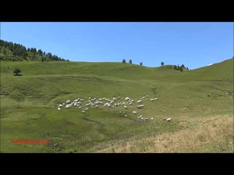 MUCCHE AL PASCOLO AL COLLE DELLA MADDALENA IN VALLE STURA  (CN) DOM. 19 - 7 - 2020.