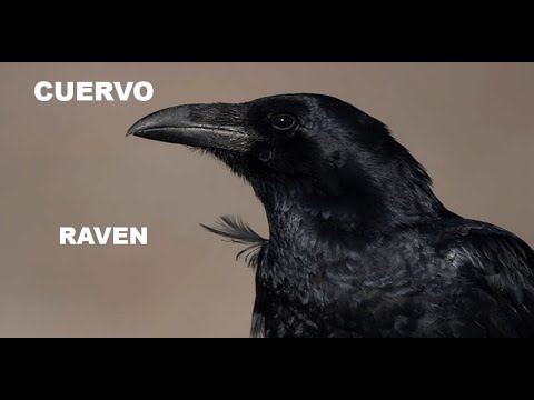 CUERVO | RAVEN | Corvus corax