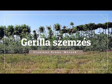 Csodakertész - Egy "utcai gerilla szemzés" avagy hogyan mentsük meg a gömbfát