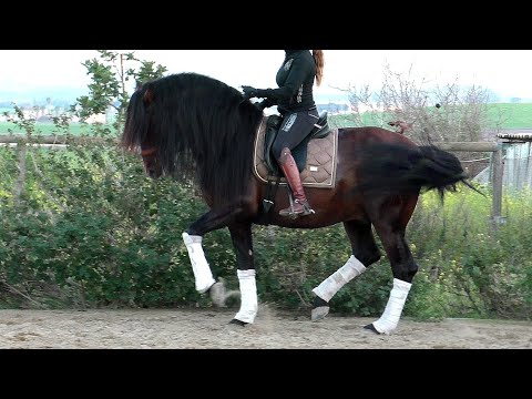 Lovely baroque Andalusian PRE Stallion 2017 - 1,65 cm (#MP672)
