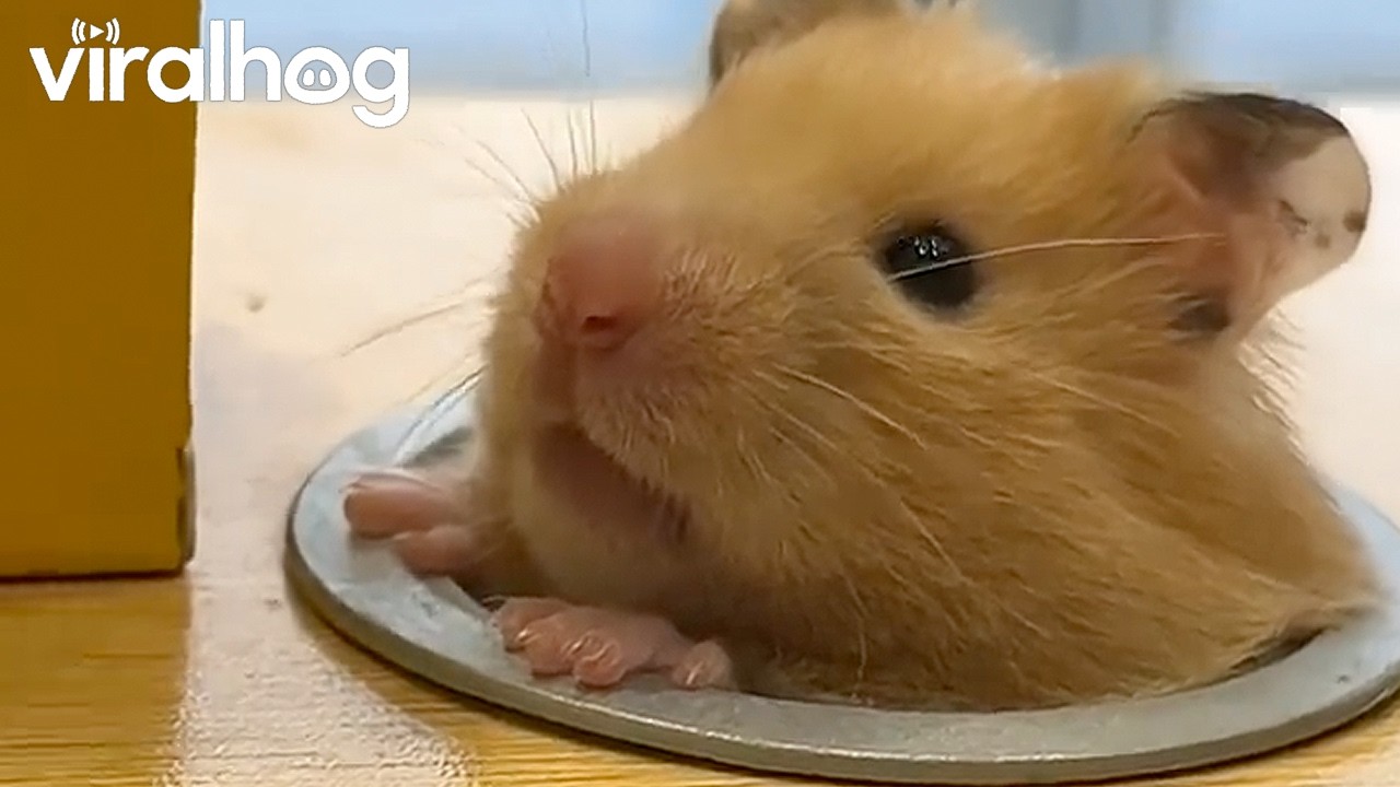 Comically Long Hamster || ViralHog