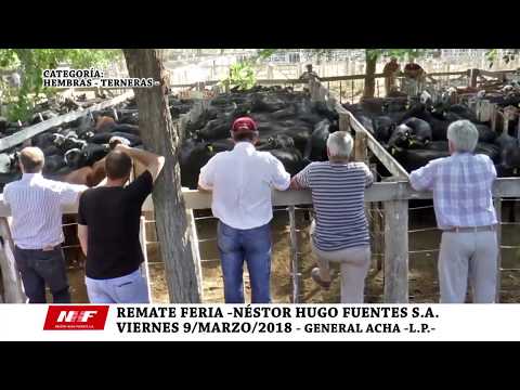 REMATE FERIA: N.H.F. S.A. - GRAL. ACHA -VIE-9 MARZO -CATEGORÍA: TERNERAS